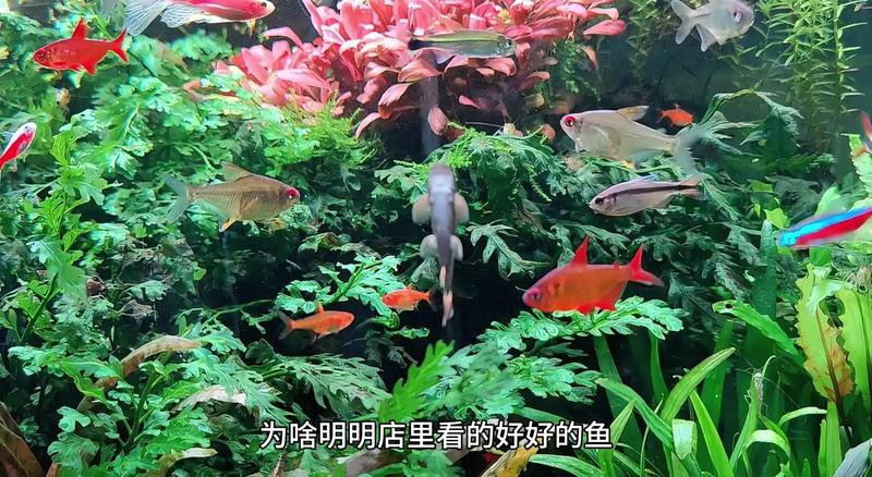 星點龍魚發色需要多長時間？，帝龍阿輝，魚掉色之謎