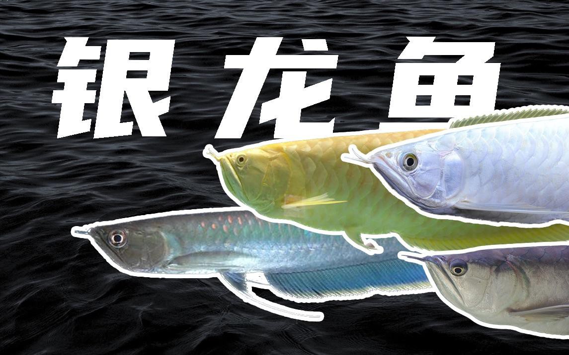如何挑選高品質的銀龍魚？，怎么挑選銀龍魚