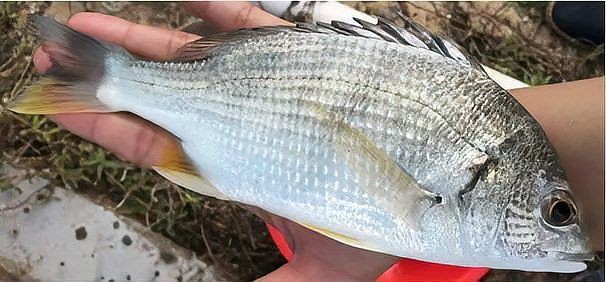 混養(yǎng)黃鰭娼最建議買(mǎi)的魚(yú)，黃鰭鯧混養(yǎng)體系構(gòu)建需兼顧生物學(xué)特性與經(jīng)濟(jì)效益
