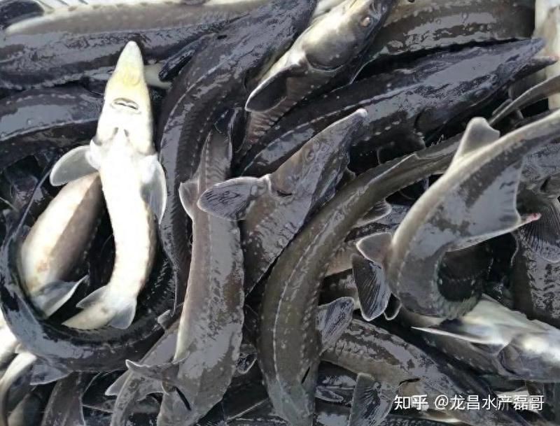 混養(yǎng)黃鰭娼最建議買(mǎi)的魚(yú)，黃鰭鯧混養(yǎng)體系構(gòu)建需兼顧生物學(xué)特性與經(jīng)濟(jì)效益