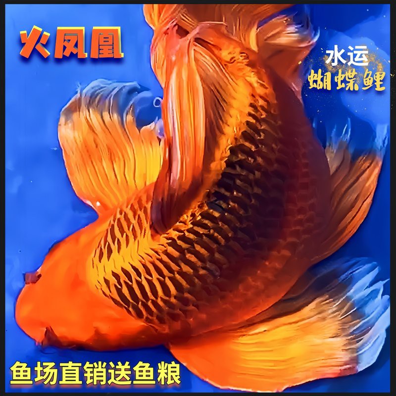 十大最漂亮蝴蝶鯉品種，十大最漂亮的蝴蝶鯉品種