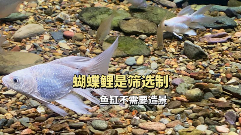 十大最漂亮蝴蝶鯉品種，十大最漂亮的蝴蝶鯉品種