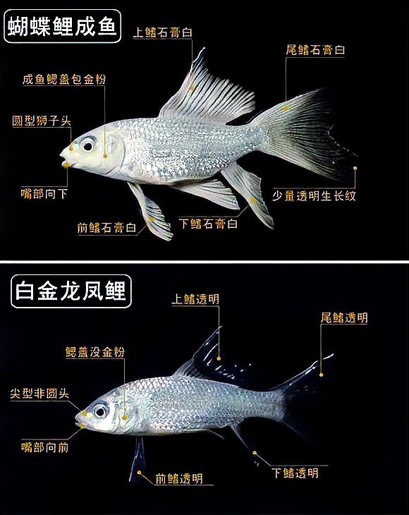 十大最漂亮蝴蝶鯉品種，十大最漂亮的蝴蝶鯉品種