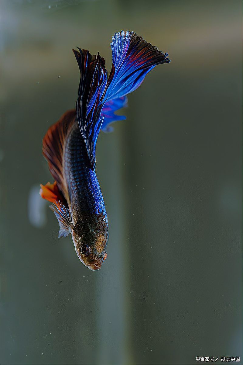 十大最漂亮蝴蝶鯉品種，十大最漂亮的蝴蝶鯉品種