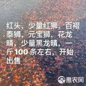 紅頭紅獅觀賞魚，紅頭紅獅養殖技術及種類