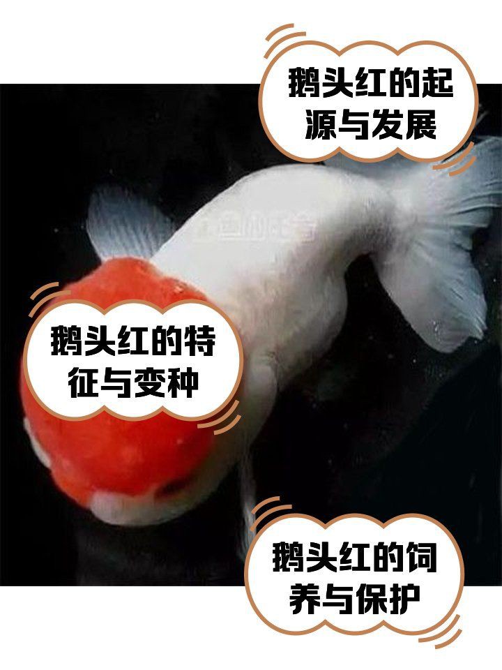 紅頭紅獅觀賞魚，紅頭紅獅養殖技術及種類