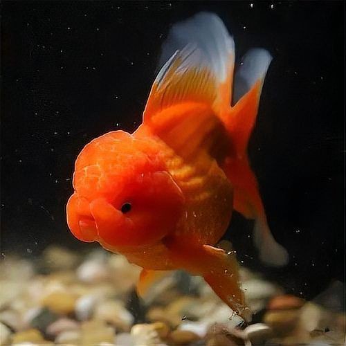 紅頭紅獅觀賞魚，紅頭紅獅養殖技術及種類