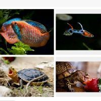 紅頭紅獅觀賞魚，紅頭紅獅養殖技術及種類