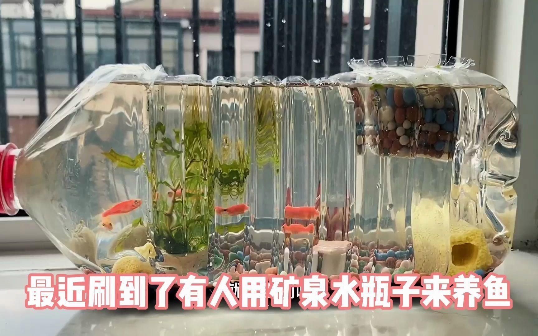 家庭水族箱布置建議，《家庭水族箱布置建議》家庭水族箱布置建議》家庭水族箱布置建議