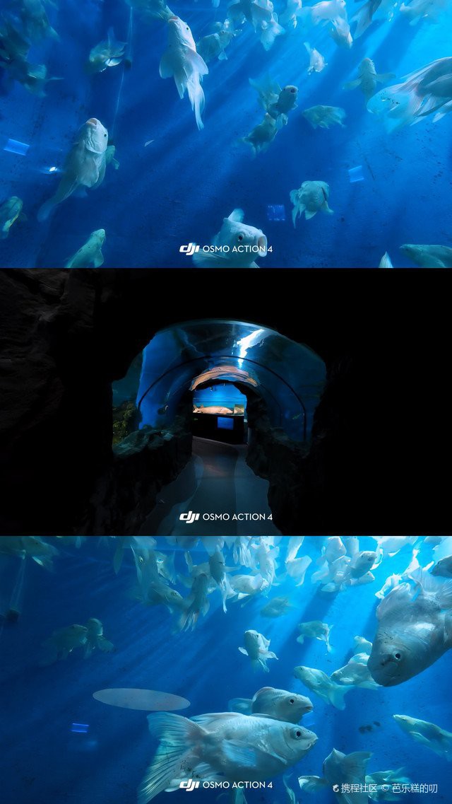 懷柔水族店，北京十里河地鐵口水族館探秘旺旺雪丙藍妹醬三湖慈鯛水族店 懷柔水族店，北京十里河地鐵口水族館探秘旺旺雪丙藍妹醬三湖慈鯛水族店 全國水族館企業名錄 第12張