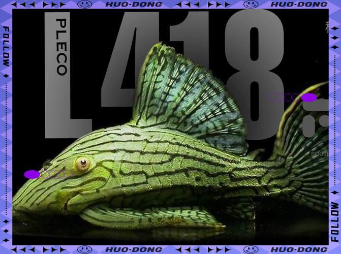 綠皮皇冠豹能算魚數量不，史詩級清道夫黑龍江男子展示罕見綠色清道夫,價值上萬!