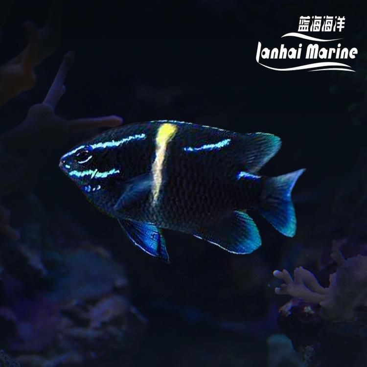 鷹潭龍魚(yú)店，鷹潭龍魚(yú)文化探秘——祥龍魚(yú)場(chǎng)