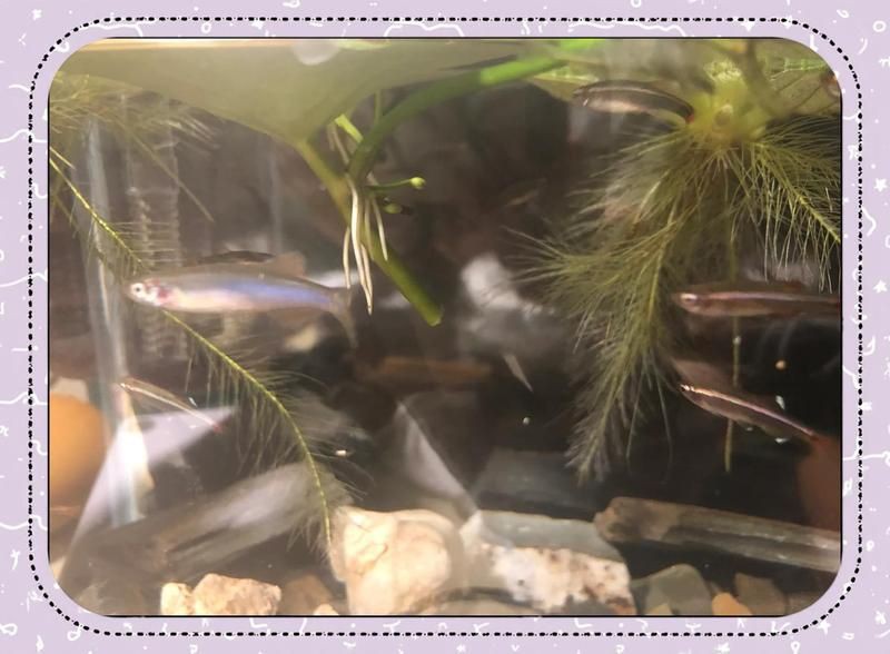 玫瑰丹魚百科，丹魚是個什么魚 玫瑰丹魚百科，丹魚是個什么魚 龍魚百科 第2張