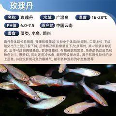 玫瑰丹魚百科，丹魚是個什么魚 玫瑰丹魚百科，丹魚是個什么魚 龍魚百科 第3張