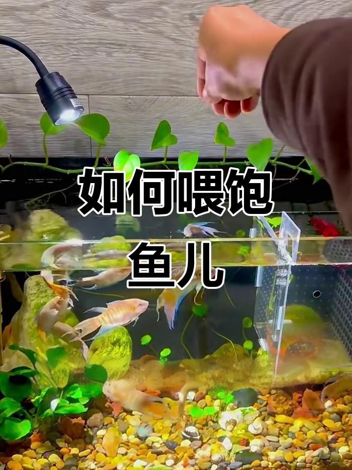 如何判斷金頭過背金龍魚是否吃飽？