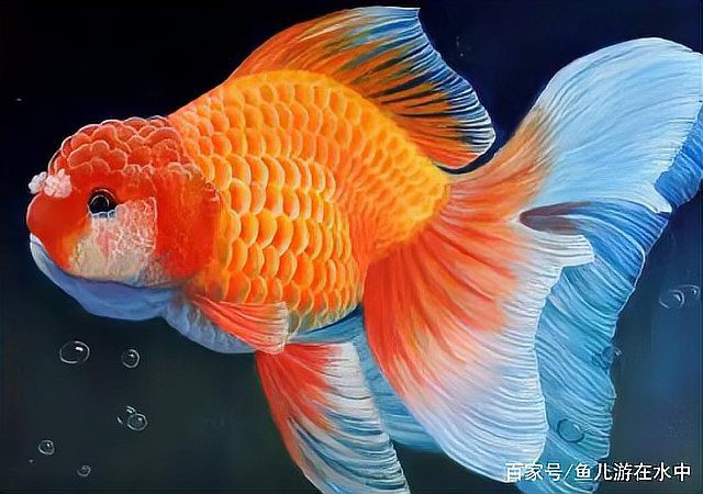 如何判斷金頭過背金龍魚是否吃飽？