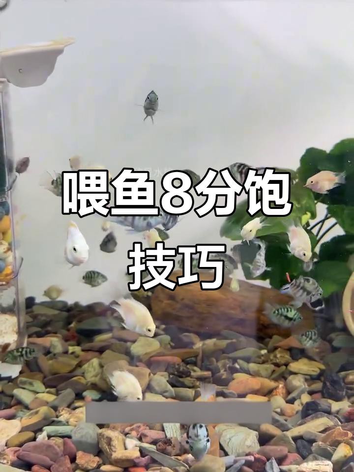 如何判斷金頭過背金龍魚是否吃飽？