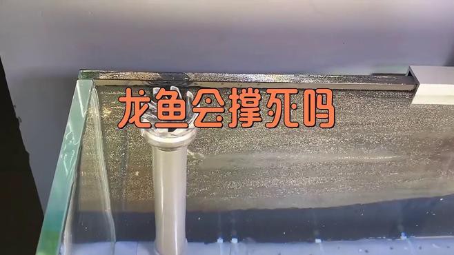 如何判斷金頭過背金龍魚是否吃飽？