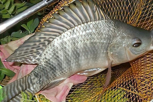 羅非魚品種及圖片大全，農(nóng)技之家，羅非魚有哪些品種