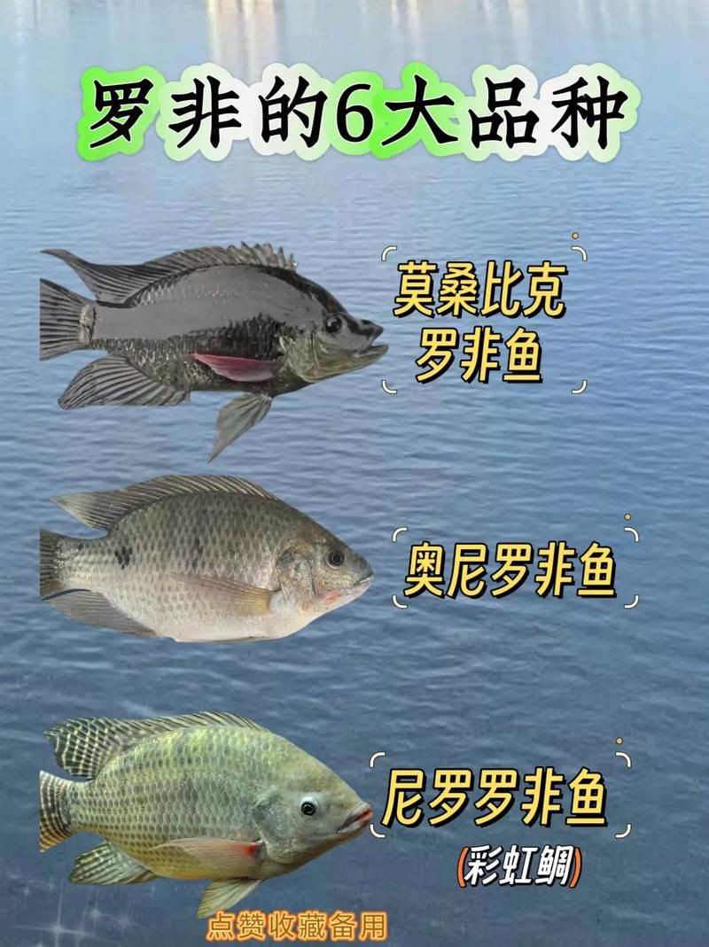 羅非魚品種及圖片大全，農(nóng)技之家，羅非魚有哪些品種