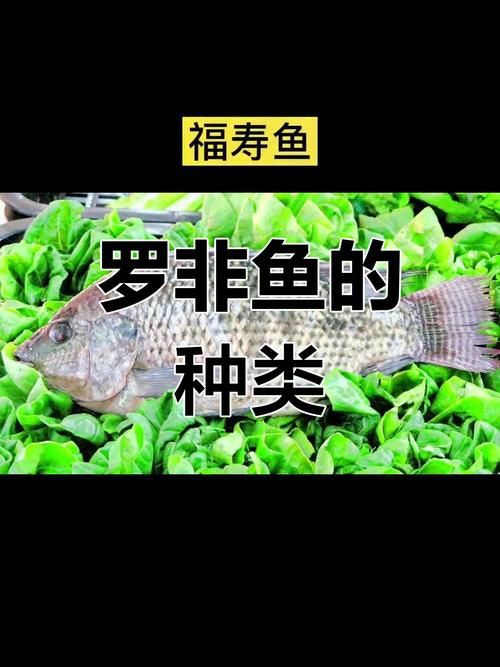 羅非魚品種及圖片大全，農(nóng)技之家，羅非魚有哪些品種