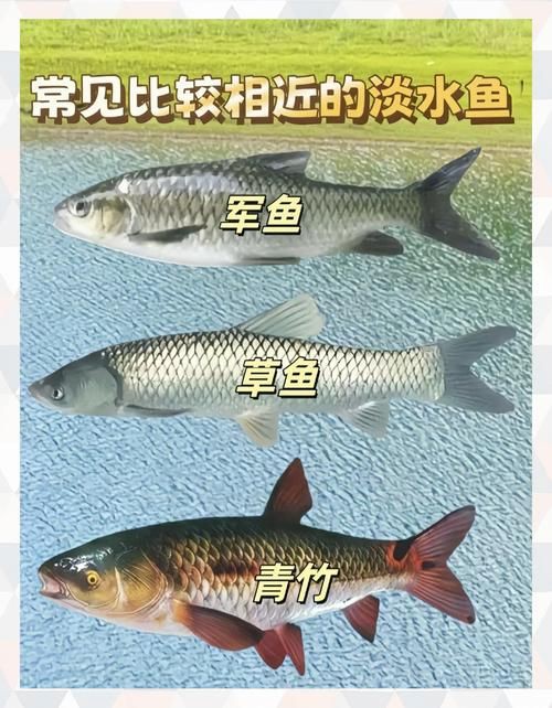 羅非魚品種及圖片大全，農(nóng)技之家，羅非魚有哪些品種