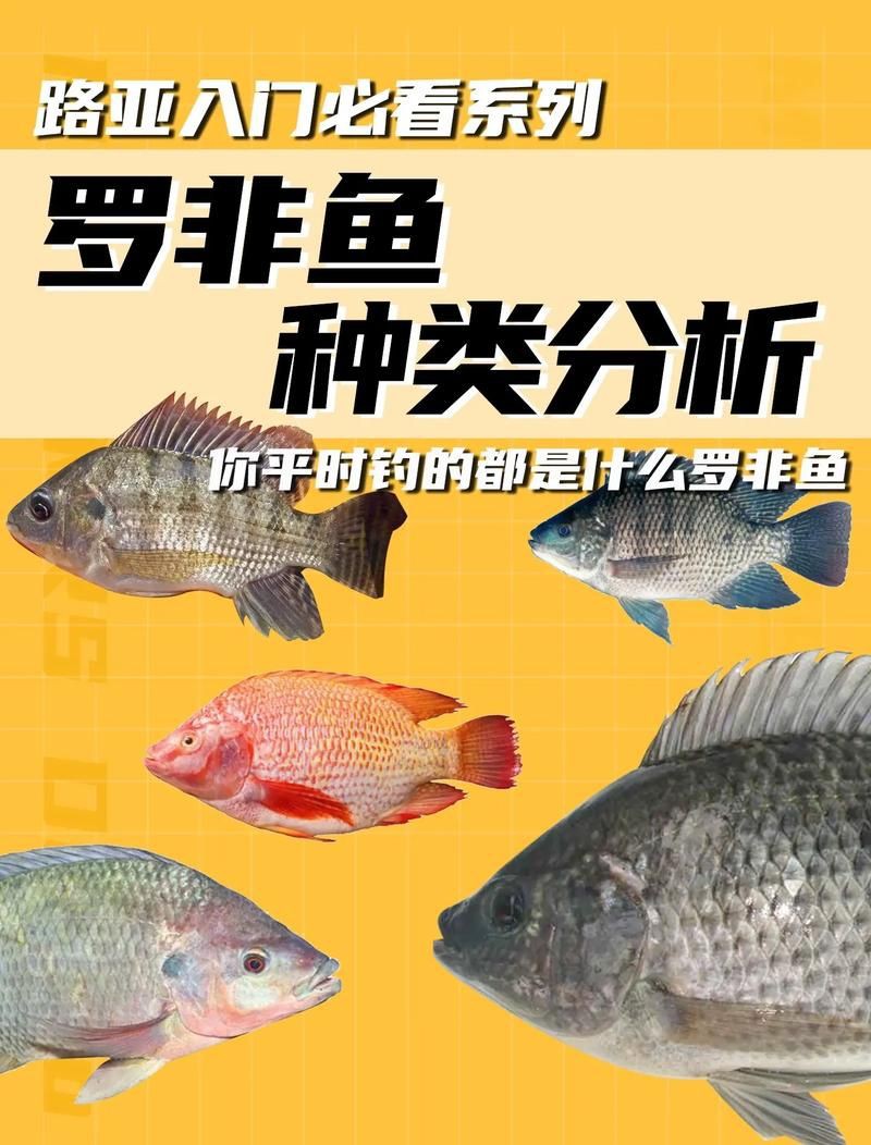 羅非魚品種及圖片大全，農(nóng)技之家，羅非魚有哪些品種