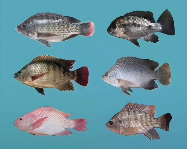 羅非魚品種及圖片大全，農(nóng)技之家，羅非魚有哪些品種