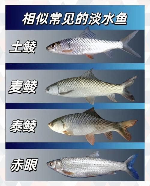 羅非魚品種及圖片大全，農(nóng)技之家，羅非魚有哪些品種