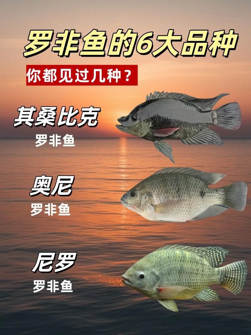 羅非魚品種及圖片大全，農(nóng)技之家，羅非魚有哪些品種
