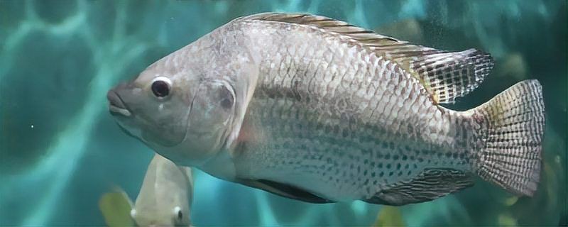 羅非魚品種及圖片大全，農(nóng)技之家，羅非魚有哪些品種