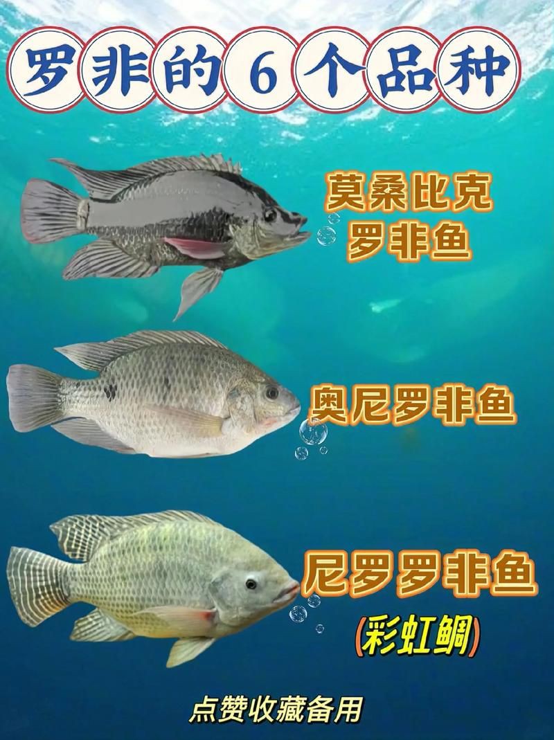 羅非魚品種及圖片大全，農技之家，羅非魚有哪些品種