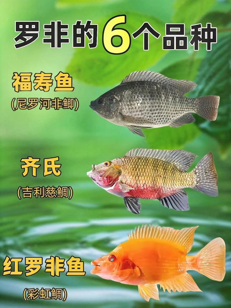 羅非魚品種及圖片大全，農(nóng)技之家，羅非魚有哪些品種