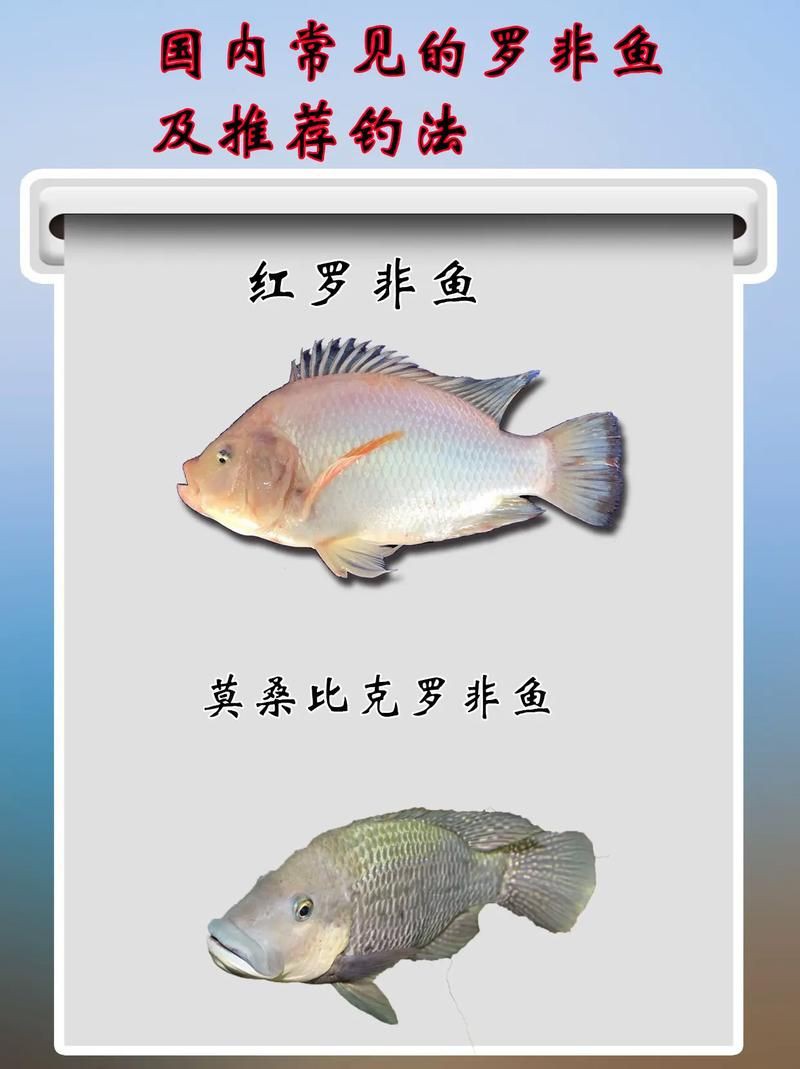 羅非魚品種及圖片大全，農(nóng)技之家，羅非魚有哪些品種