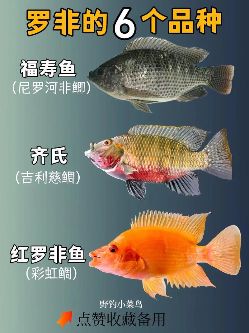 羅非魚品種及圖片大全，農技之家，羅非魚有哪些品種