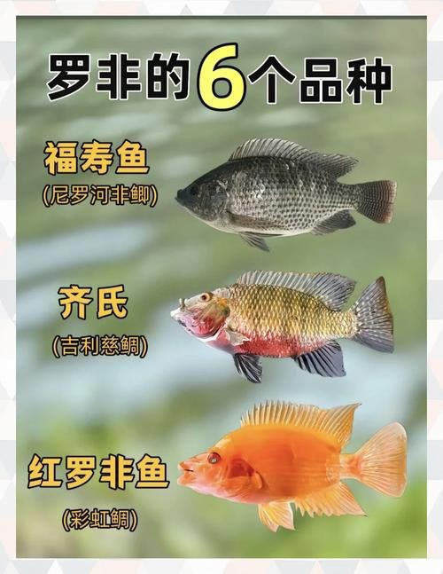 羅非魚品種及圖片大全，農技之家，羅非魚有哪些品種