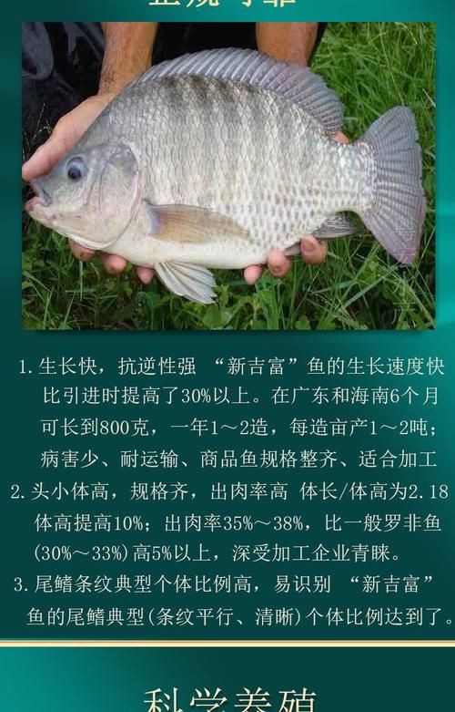 羅非魚品種及圖片大全，農(nóng)技之家，羅非魚有哪些品種