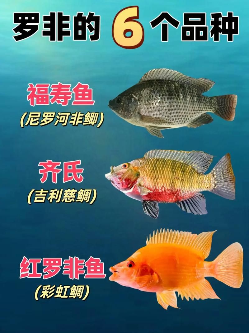 羅非魚品種及圖片大全，農(nóng)技之家，羅非魚有哪些品種
