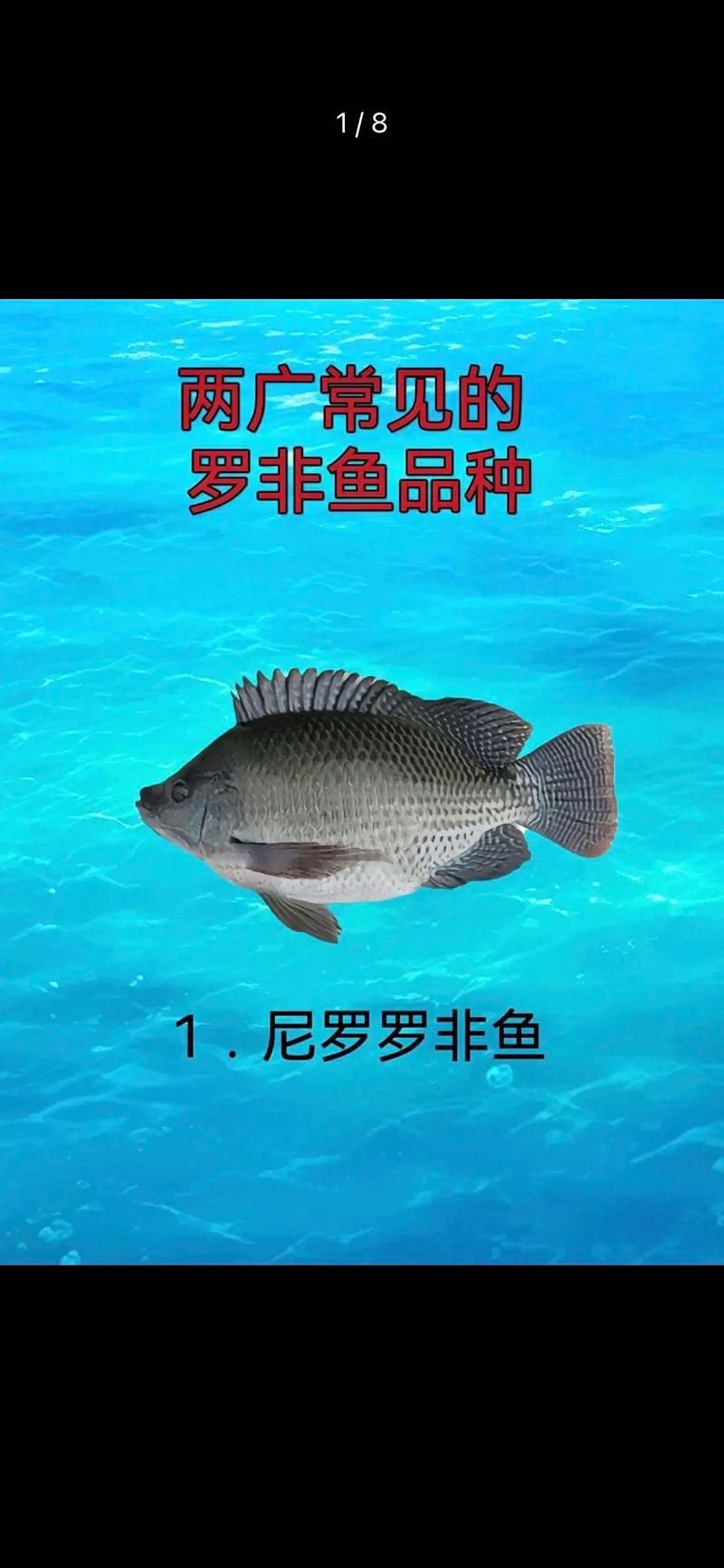 羅非魚品種及圖片大全，農(nóng)技之家，羅非魚有哪些品種