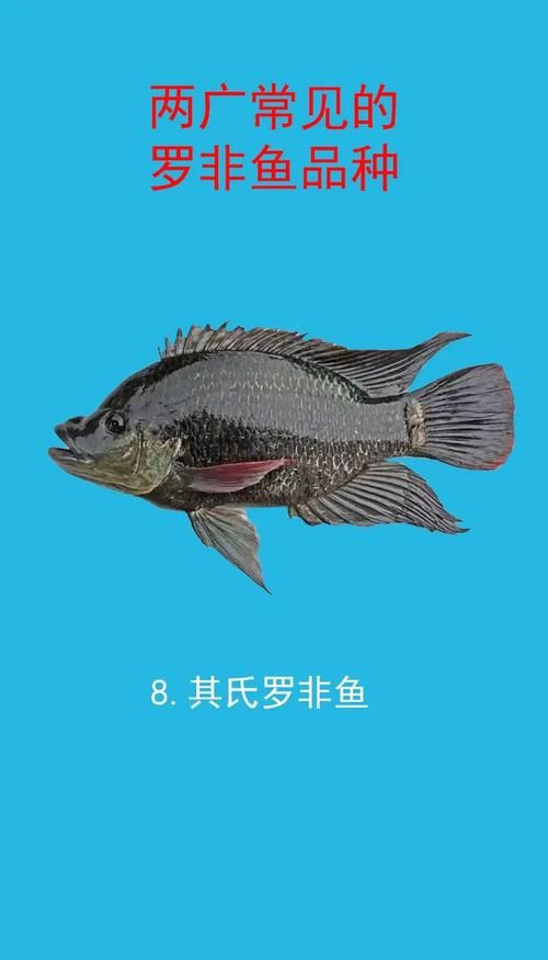 羅非魚品種及圖片大全，農(nóng)技之家，羅非魚有哪些品種