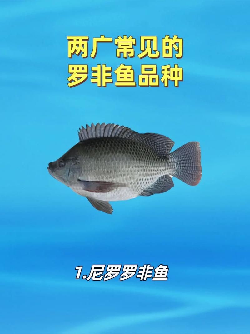 羅非魚品種及圖片大全，農(nóng)技之家，羅非魚有哪些品種