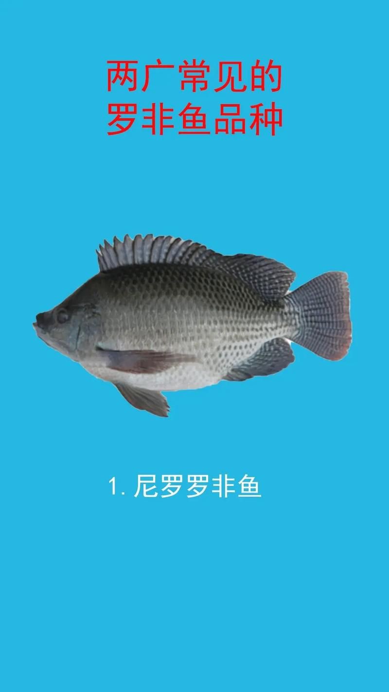 羅非魚品種及圖片大全，農(nóng)技之家，羅非魚有哪些品種