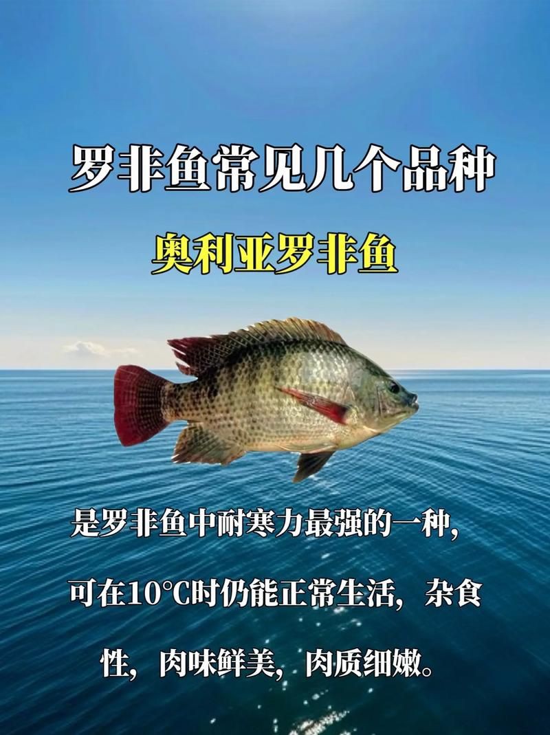 羅非魚品種及圖片大全，農(nóng)技之家，羅非魚有哪些品種