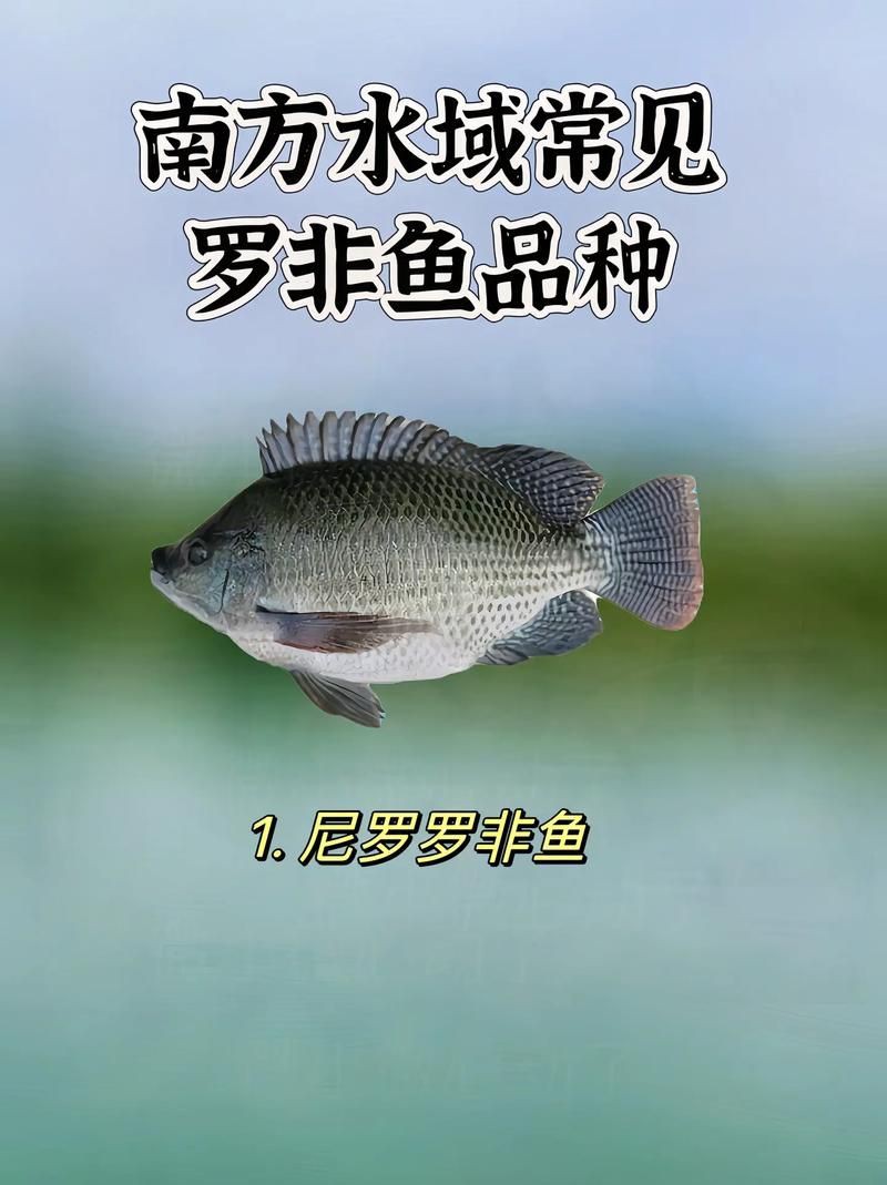 羅非魚品種及圖片大全，農(nóng)技之家，羅非魚有哪些品種
