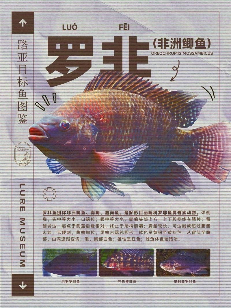 羅非魚品種及圖片大全，農(nóng)技之家，羅非魚有哪些品種