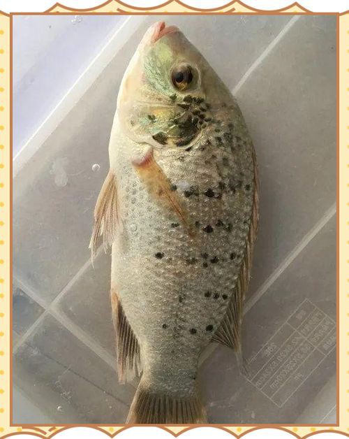 羅非魚品種及圖片大全，農(nóng)技之家，羅非魚有哪些品種