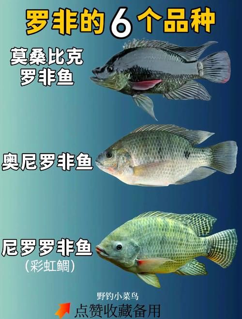 羅非魚品種及圖片大全，農(nóng)技之家，羅非魚有哪些品種