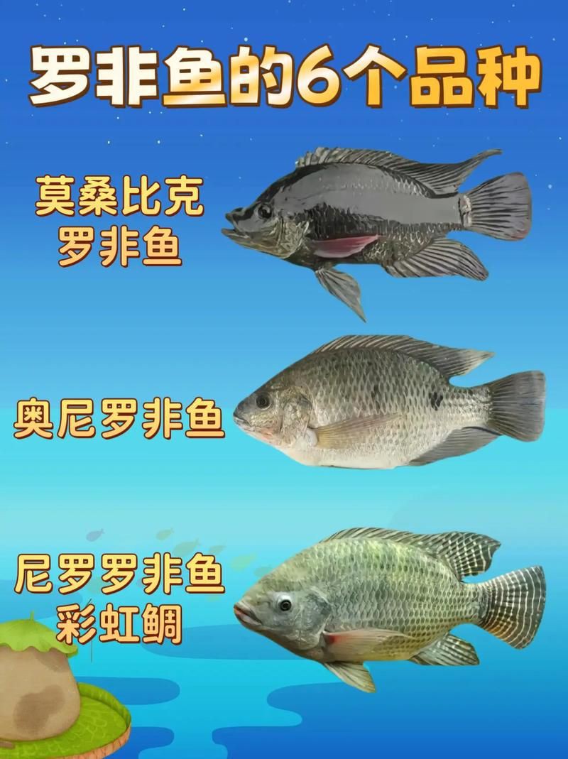 羅非魚品種及圖片大全，農(nóng)技之家，羅非魚有哪些品種