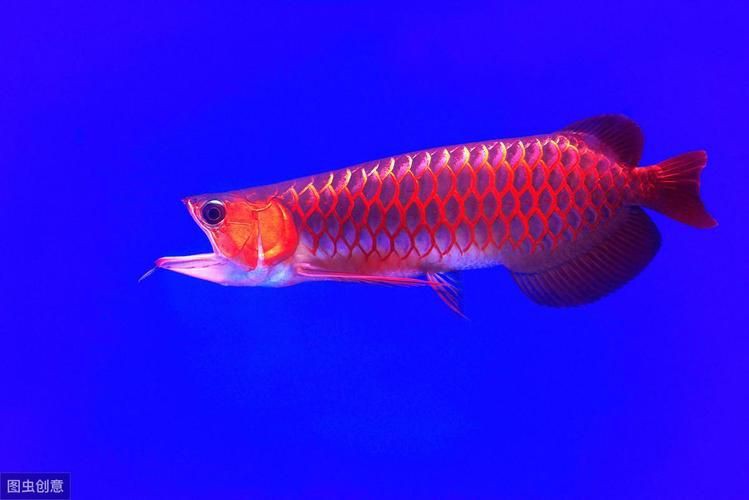 紅龍魚壁紙電腦桌面，《紅龍魚壁紙電腦桌面》