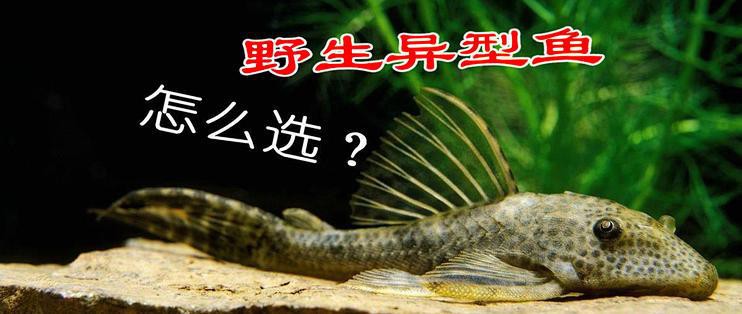 十大最建議買的異形魚，十大異形魚品種推薦的十大熱門異形魚品種推薦